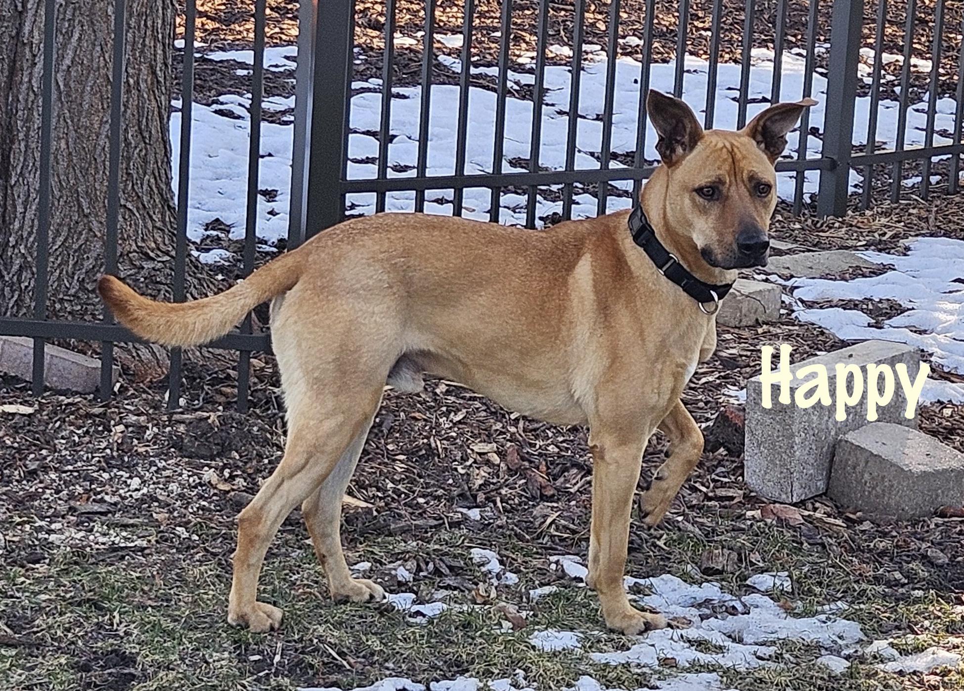 Happy — thumbnail 6