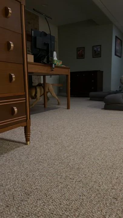 Enlarge Happy, a ADOPTABLE mixed breed in Elburn, IL video 6/6