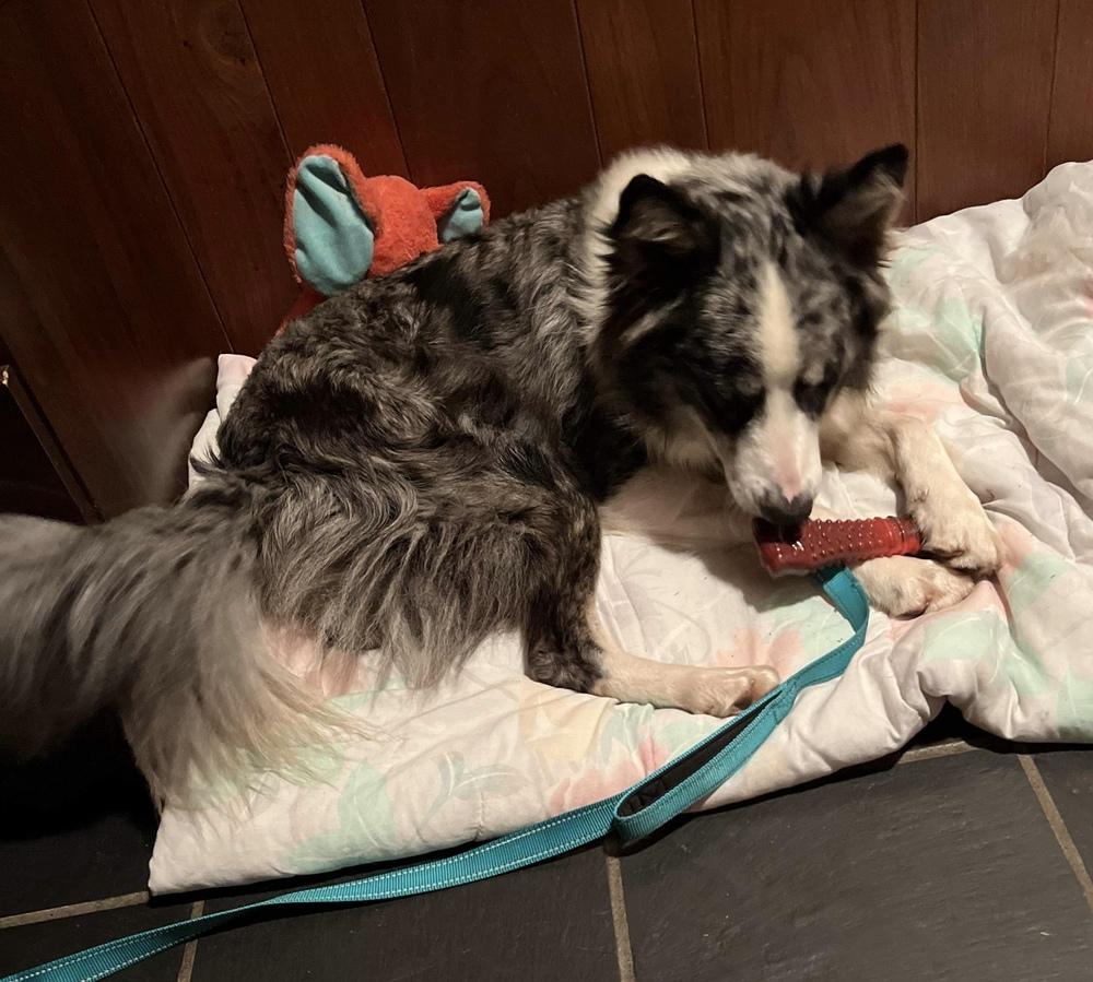 Asphalt, Adoptable, Adult Male Border Collie.