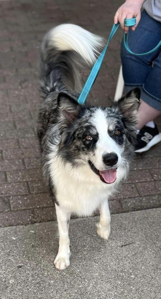 Enlarge Asphalt, a Adoptable mixed breed in Plymouth, MI image 2/6