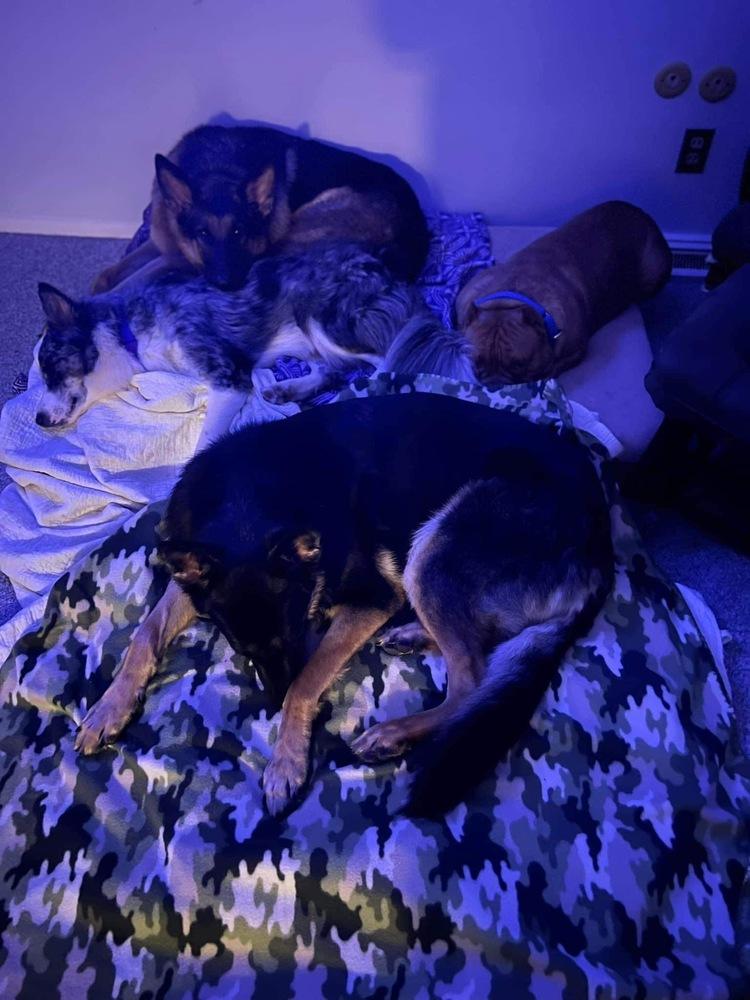 Enlarge Asphalt, a Adoptable mixed breed in Plymouth, MI image 3/6