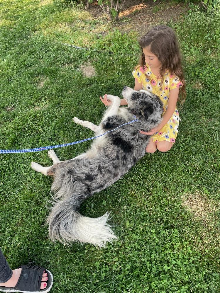 Enlarge Asphalt, a Adoptable mixed breed in Plymouth, MI image 4/6