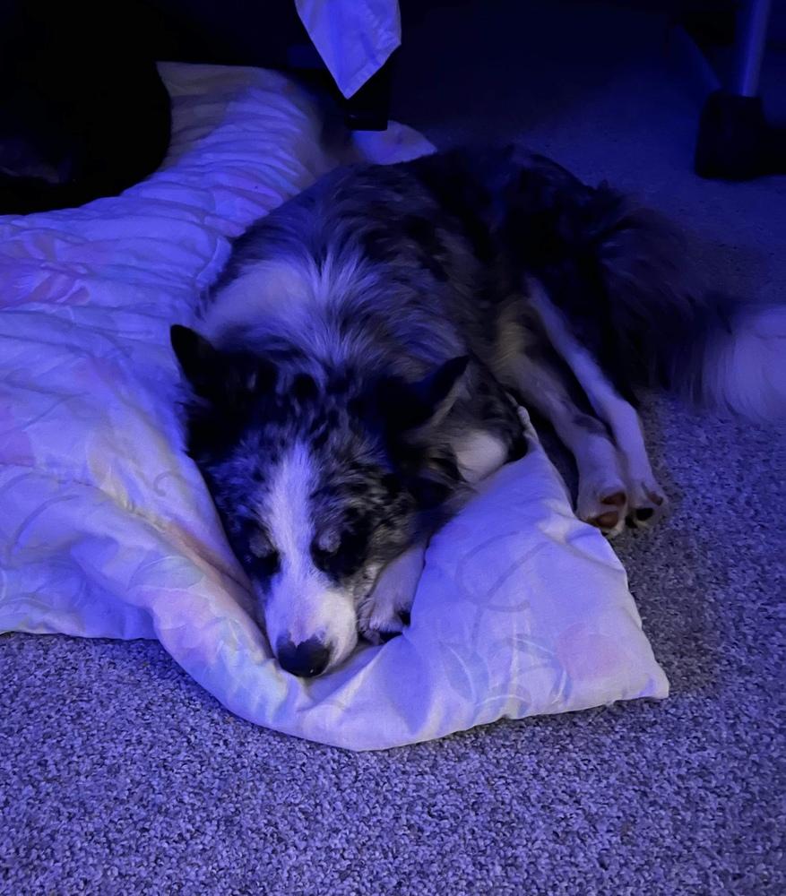 Enlarge Asphalt, a Adoptable mixed breed in Plymouth, MI image 5/6