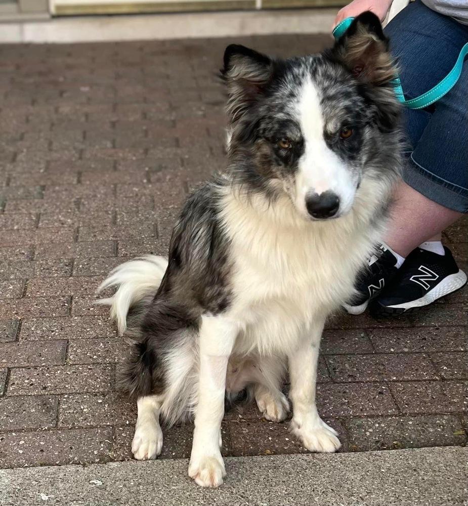 Enlarge Asphalt, a Adoptable mixed breed in Plymouth, MI image 6/6