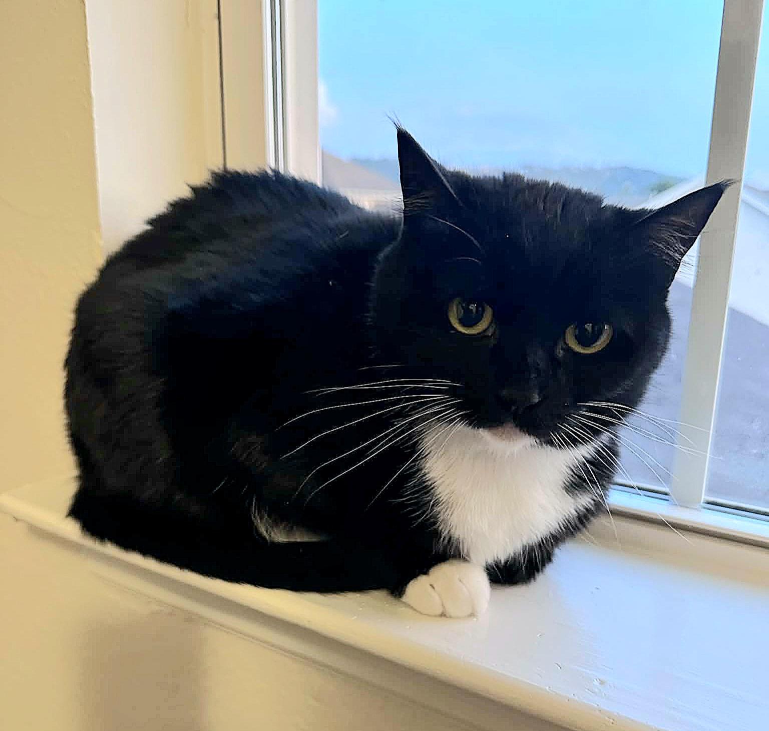 Enlarge Janis Joplin, a Adoptable Domestic Short Hair in Fort Oglethorpe, GA image 3/4