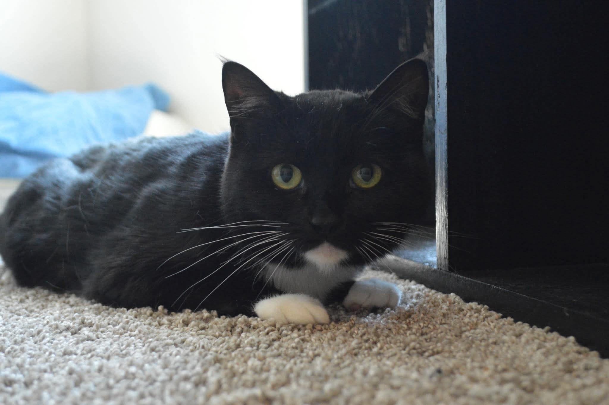 Enlarge Janis Joplin, a Adoptable Domestic Short Hair in Fort Oglethorpe, GA image 4/4