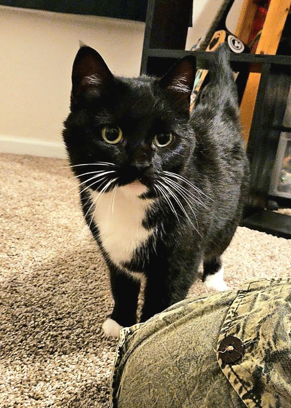 Enlarge Janis Joplin, a Adoptable Domestic Short Hair in Fort Oglethorpe, GA image 1/4