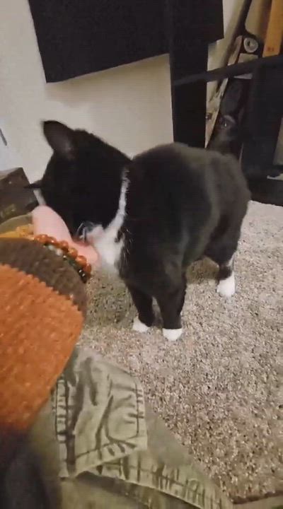 Enlarge Janis Joplin, a Adoptable Domestic Short Hair in Fort Oglethorpe, GA video 2/4