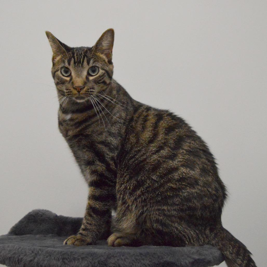 Nutmeg, Adoptable, Young Male Domestic Short Hair.