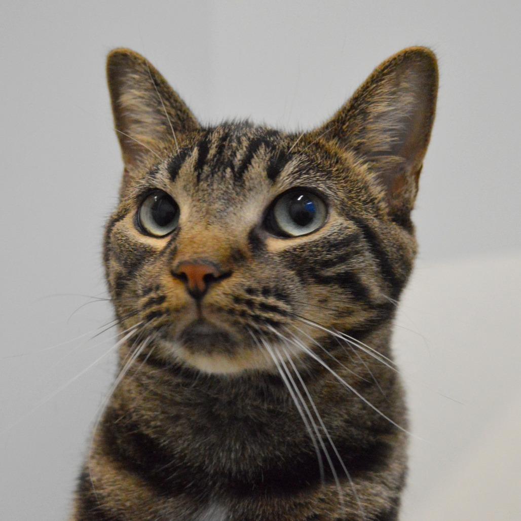 Nutmeg, a Adoptable Domestic Short Hair in North Battleford, SK image 2/6