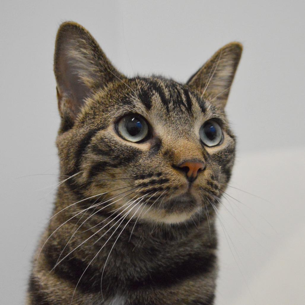 Nutmeg, a Adoptable Domestic Short Hair in North Battleford, SK image 4/6