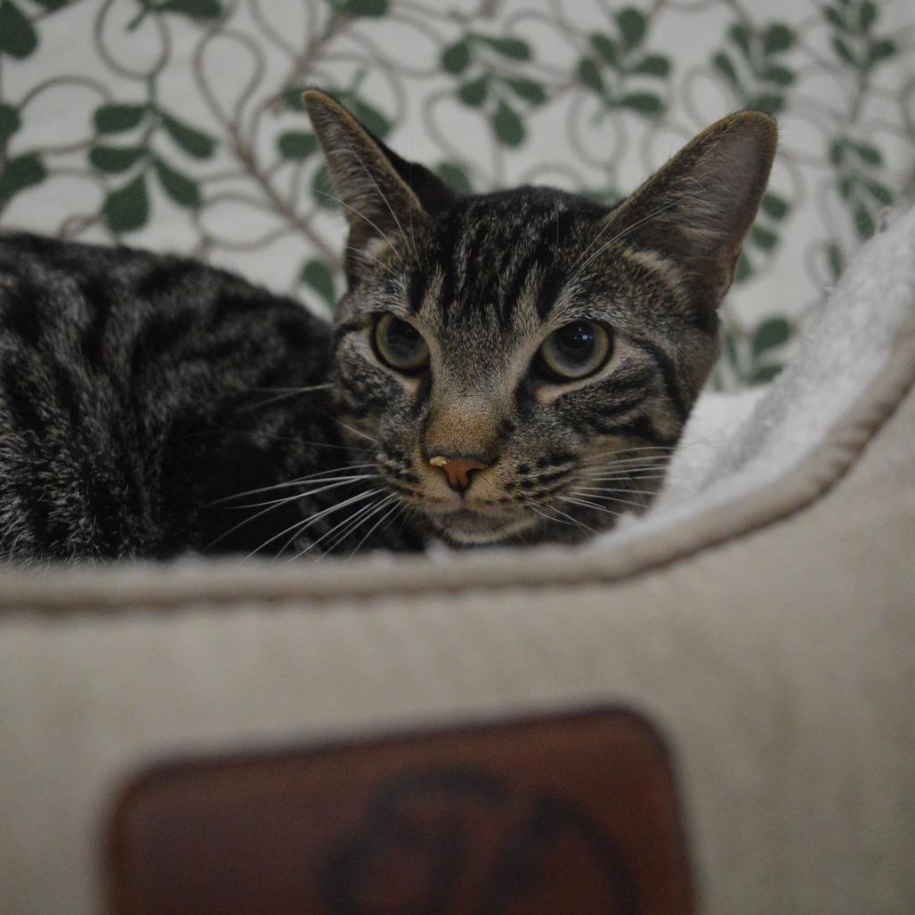 Nutmeg, a Adoptable Domestic Short Hair in North Battleford, SK image 5/6