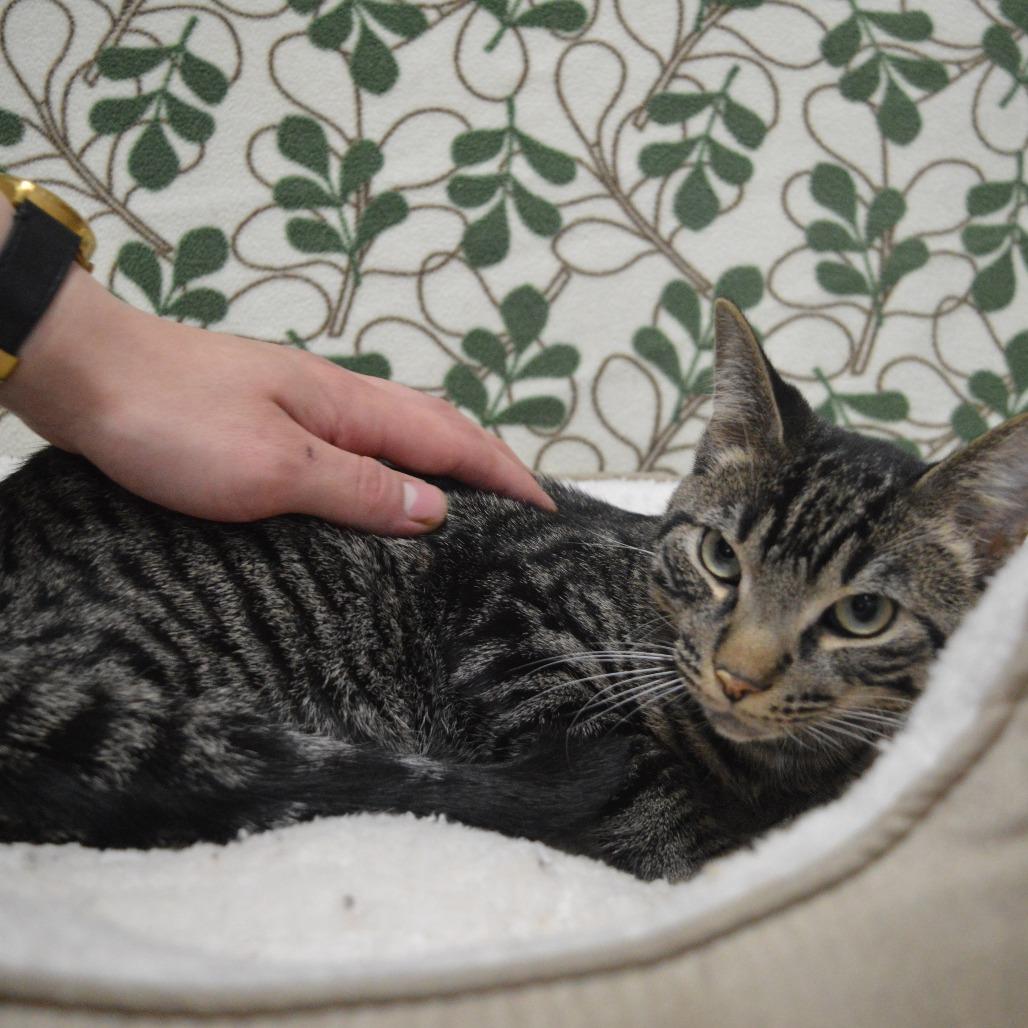 Nutmeg, a Adoptable Domestic Short Hair in North Battleford, SK image 6/6