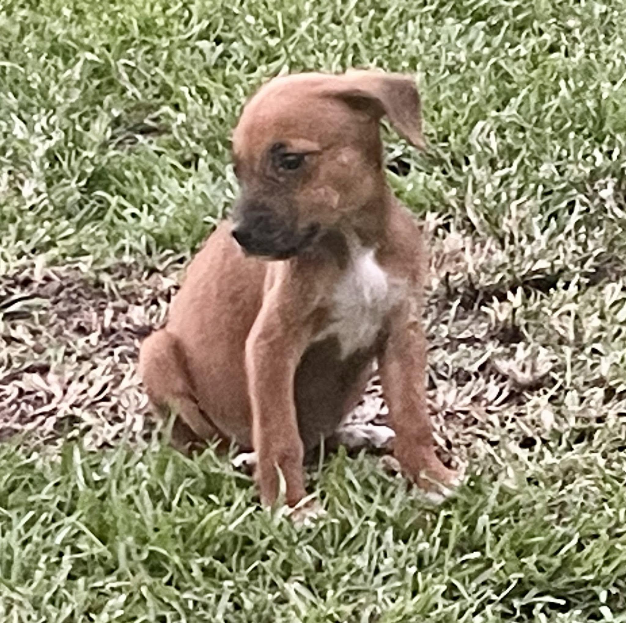 Sabrina, Adoptable, Puppy Female Australian Cattle Dog / Blue Heeler & Husky.