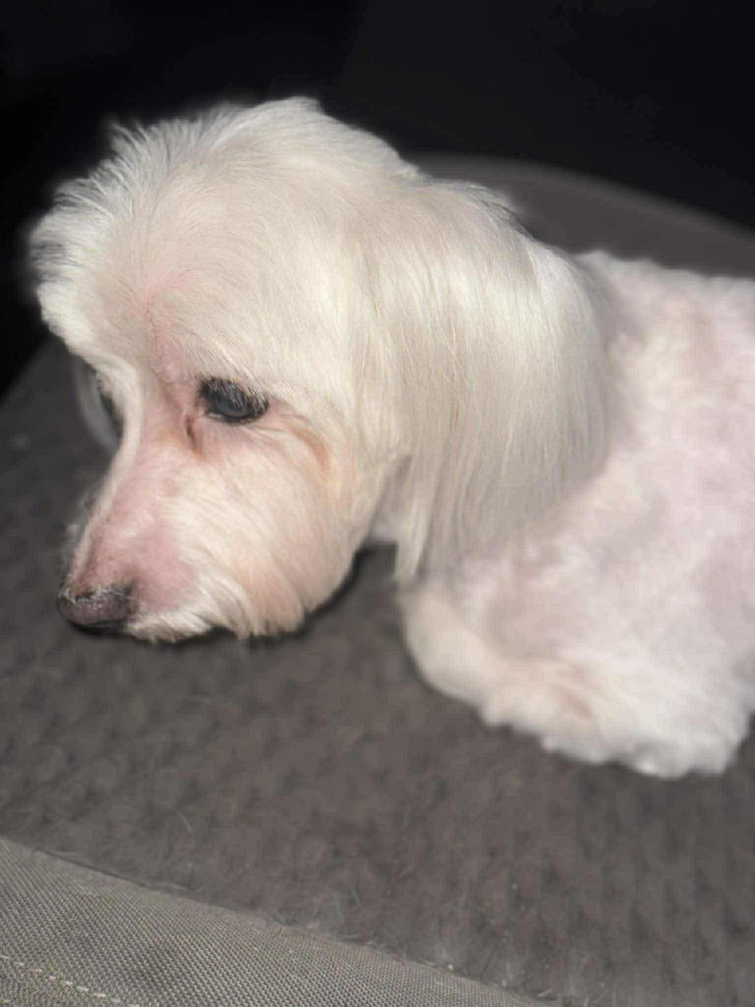 Enlarge Dexter, an adopted mixed breed in Westwood, NJ image 4/5