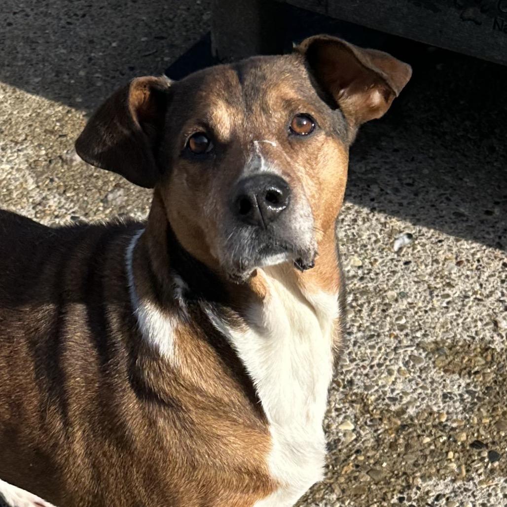 Lilo, Adoptable, Adult Female Mixed Breed.