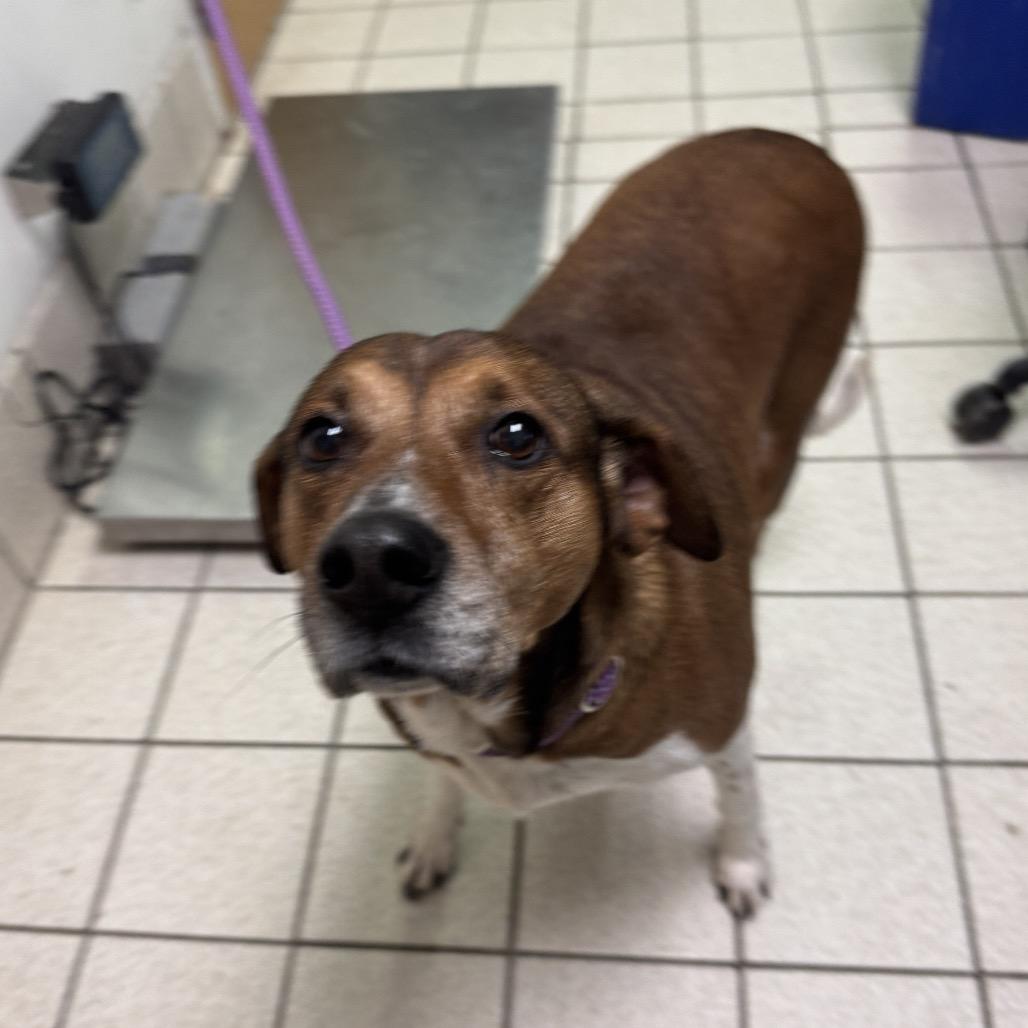 Lilo, a Adoptable Mixed Breed in Charleston, WV image 2/2