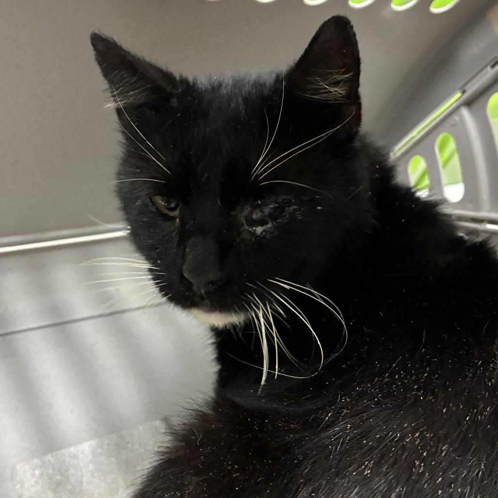 Buzz, Adoptable, Senior Male Domestic Short Hair.