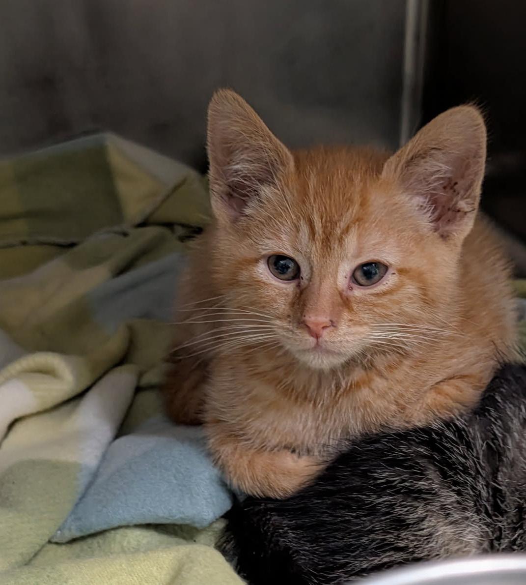 Fender Pinwheeler (Neutered) (Photos April 21st and May 8th 2026), adopted, Kitten Male Tabby & Domestic Short Hair.
