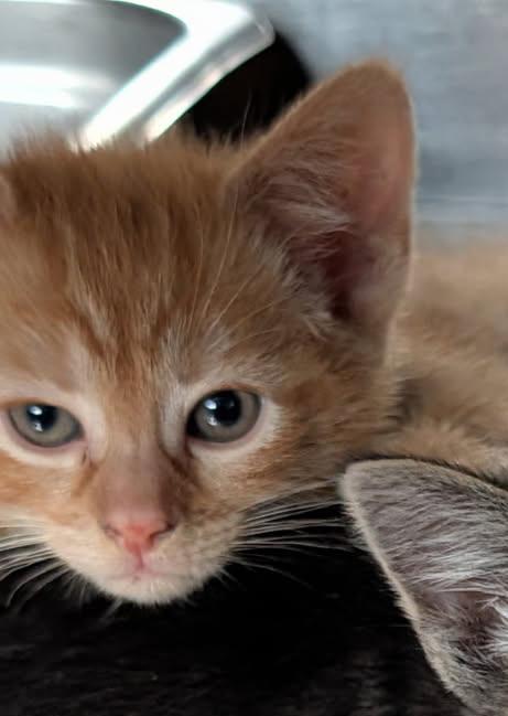 Fender Pinwheeler (Neutered) (Photos April 21st and May 8th 2026), an adopted mixed breed in Marietta, OH image 4/6