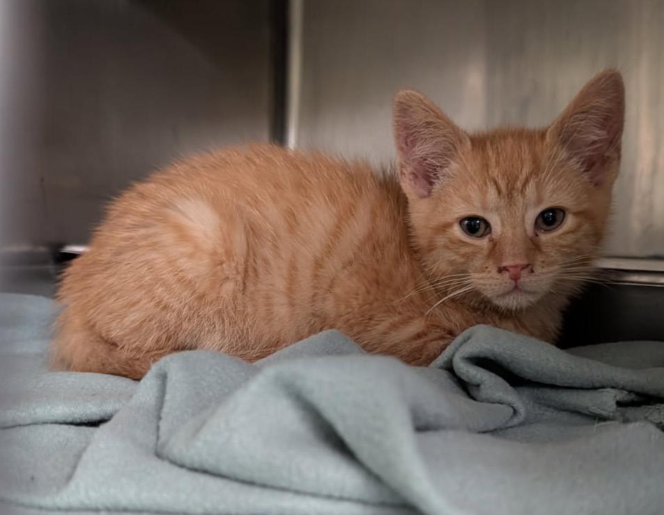 Fender Pinwheeler (Neutered) (Photos April 21st and May 8th 2026), an adopted mixed breed in Marietta, OH image 6/6