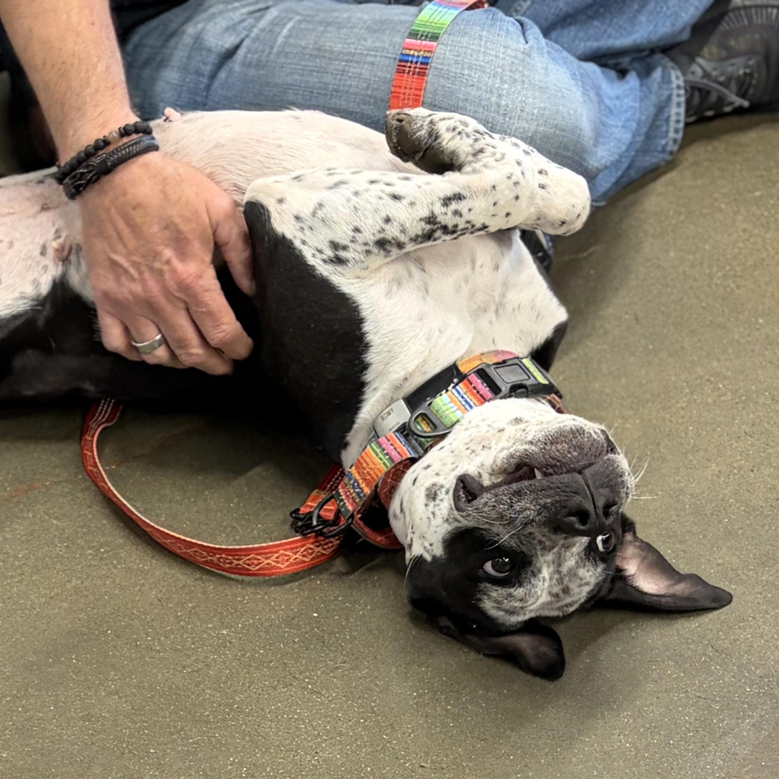 Enlarge Romy, a ADOPTABLE mixed breed in Kansas City, MO image 4/5