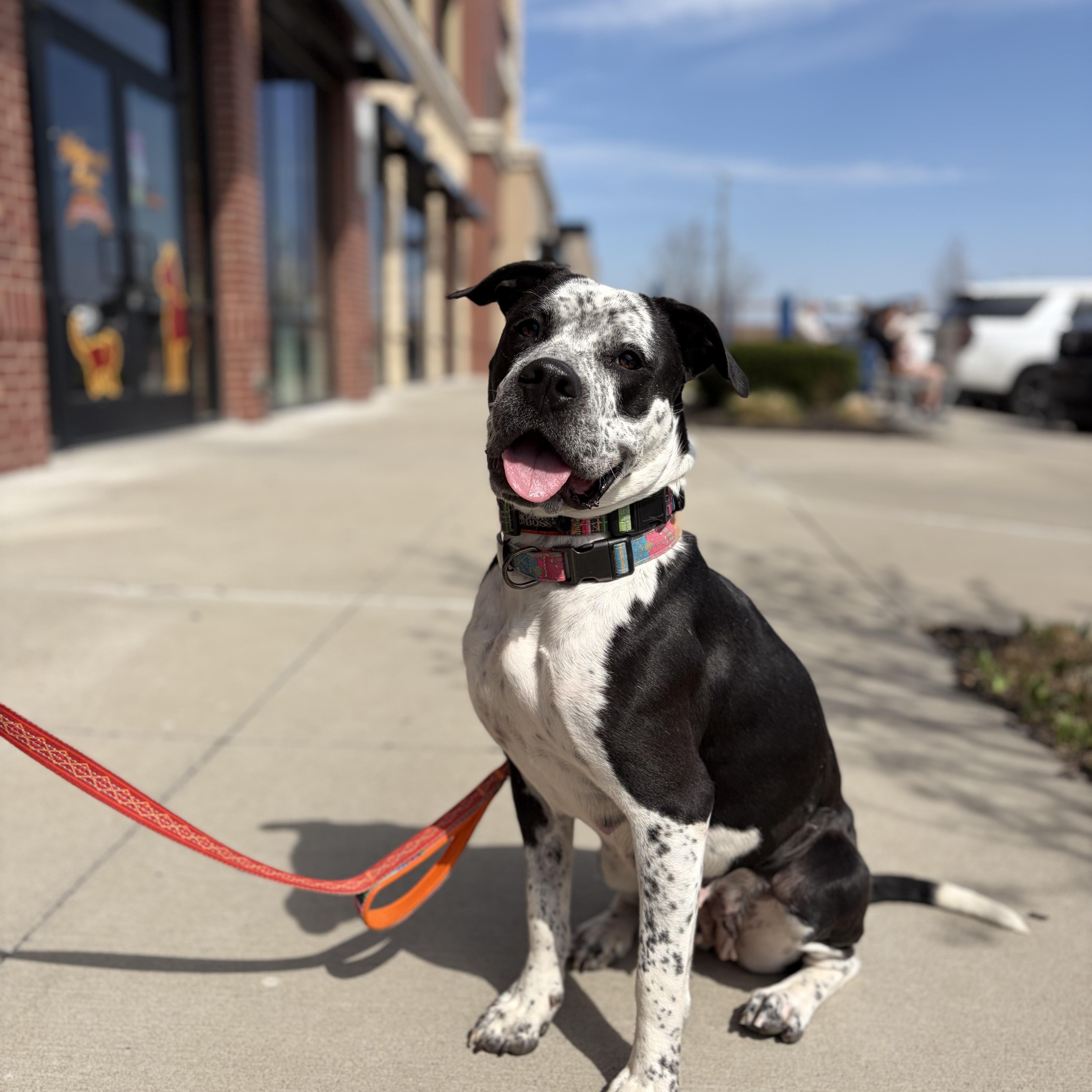 Enlarge Romy, a ADOPTABLE mixed breed in Kansas City, MO image 2/5
