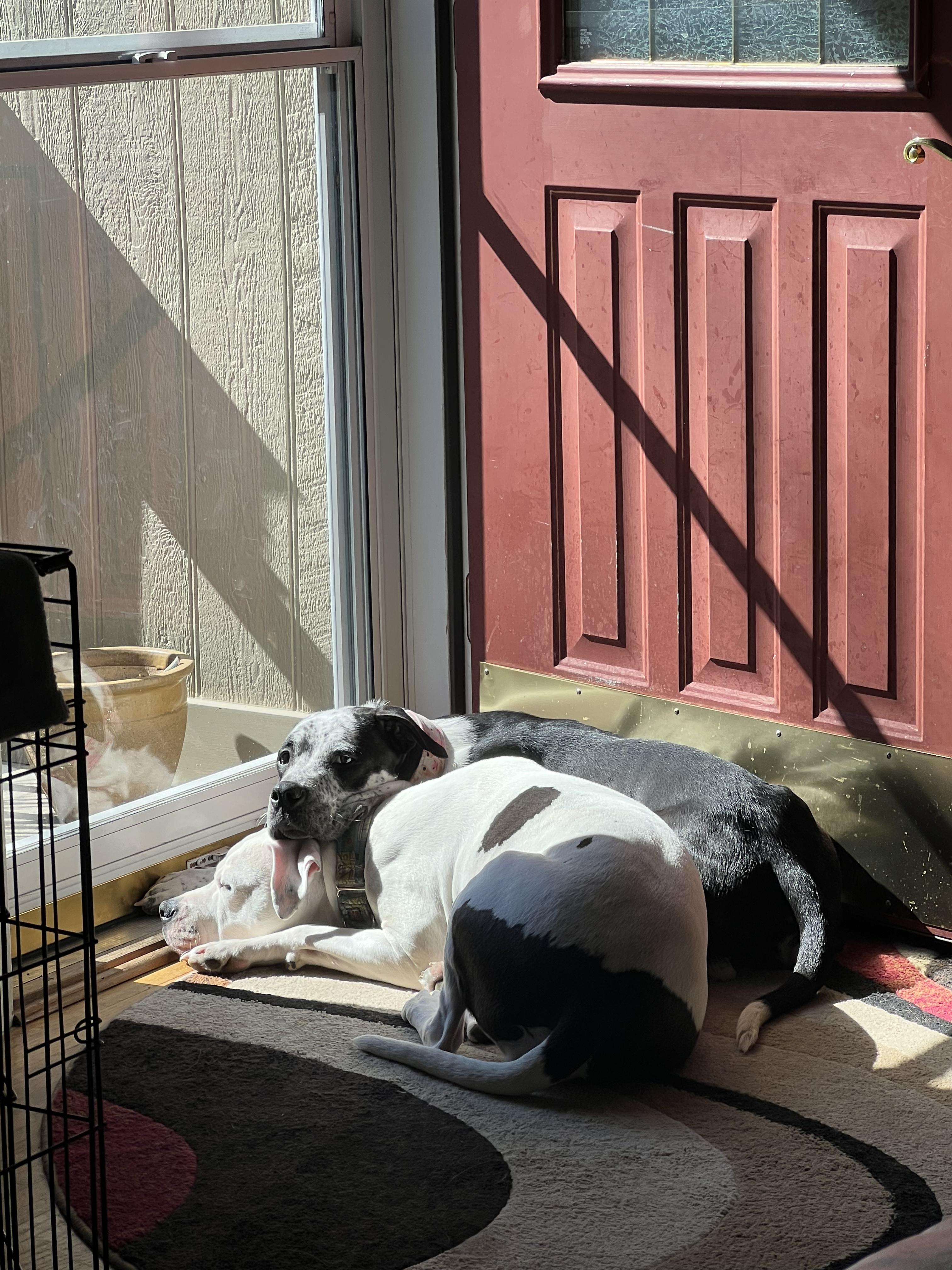 Enlarge Romy, a ADOPTABLE mixed breed in Kansas City, MO image 5/5