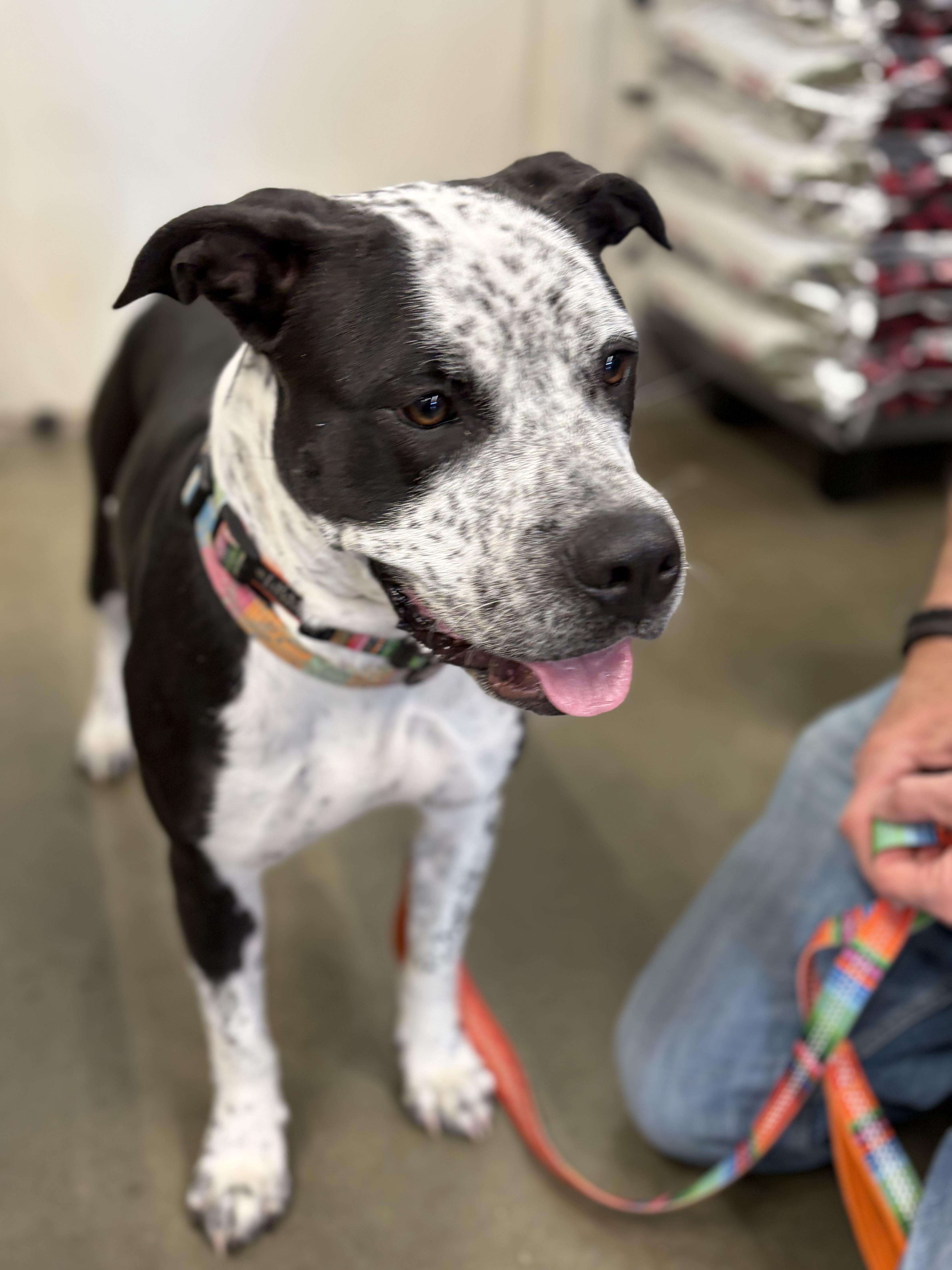 Enlarge Romy, a ADOPTABLE mixed breed in Kansas City, MO image 3/5