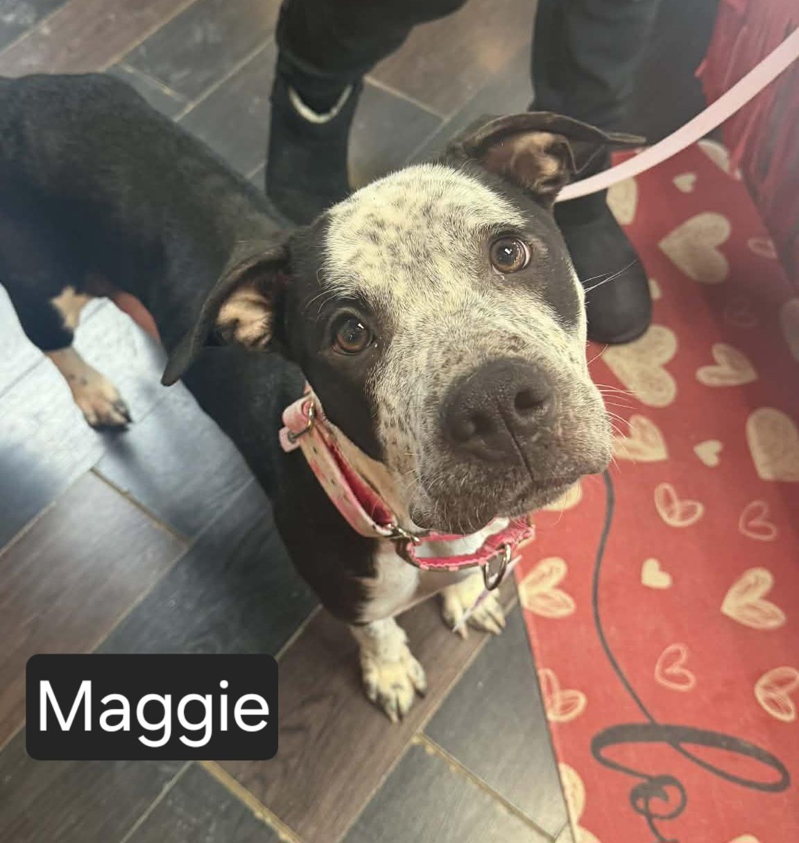Enlarge Romy, a ADOPTABLE mixed breed in Kansas City, MO image 1/5