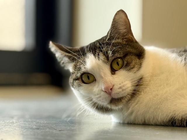 Tia, a Adoptable Domestic Short Hair in Winter Haven, FL image 3/6