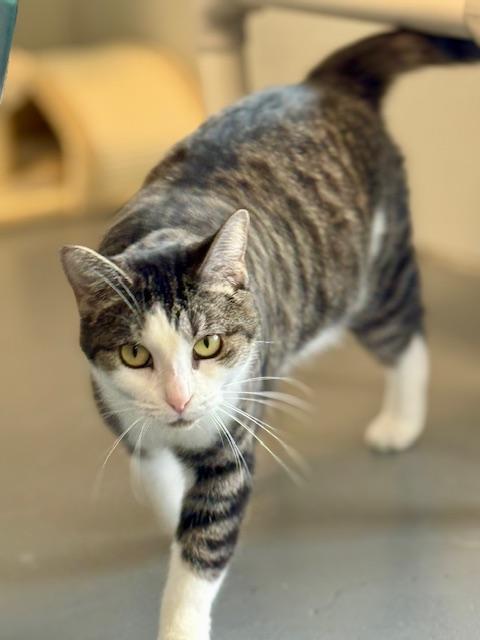 Tia, a Adoptable Domestic Short Hair in Winter Haven, FL image 2/6