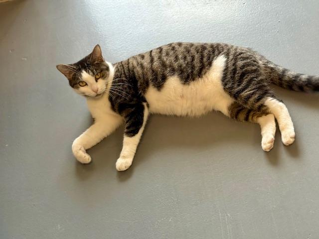 Tia, a Adoptable Domestic Short Hair in Winter Haven, FL image 4/6