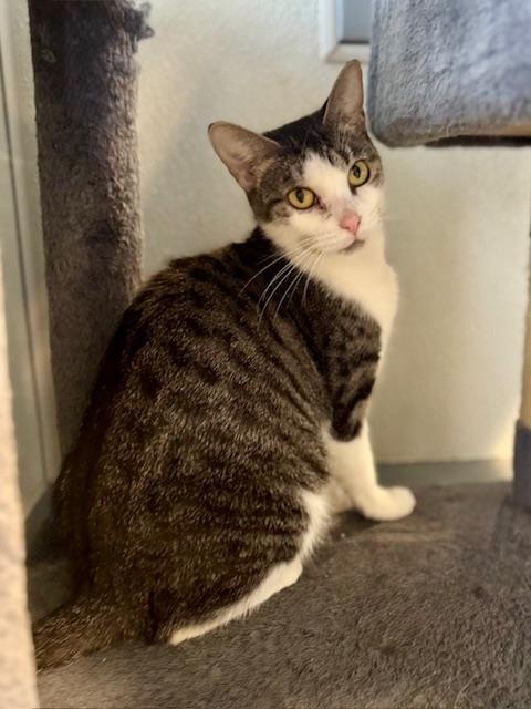 Tia, Adoptable, Adult Female Domestic Short Hair.