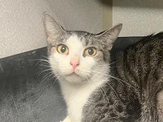 Tia, a Adoptable Domestic Short Hair in Winter Haven, FL image 6/6