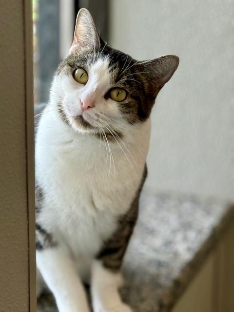 Tia, Adoptable, Adult Female Domestic Short Hair.