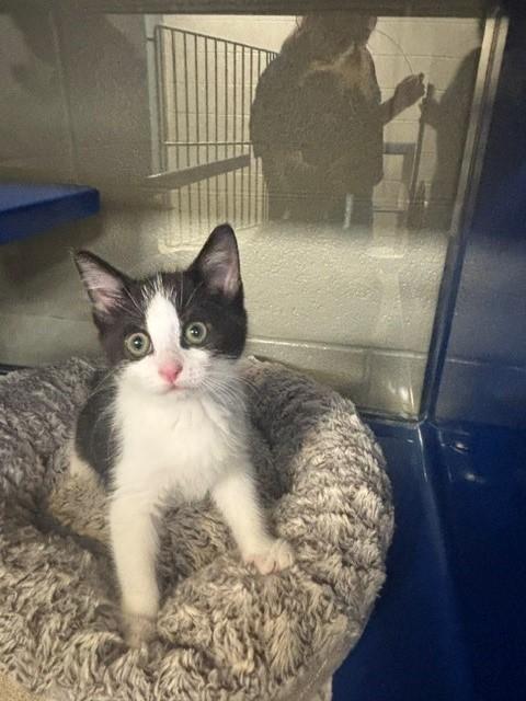 Mia, adopted, Kitten Female Domestic Short Hair.