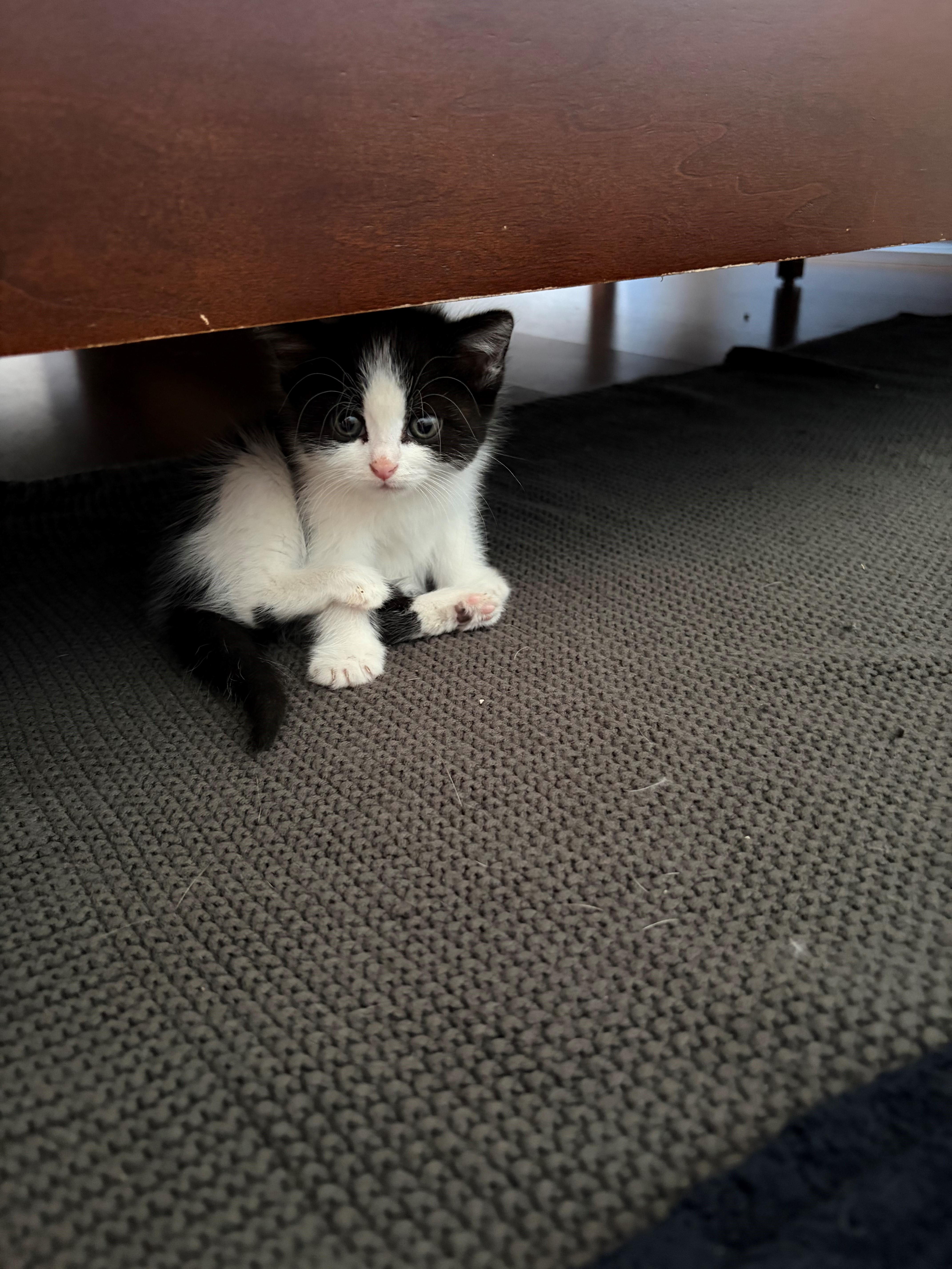 Enlarge Mia, an adopted Domestic Short Hair in Caledon, ON image 3/4