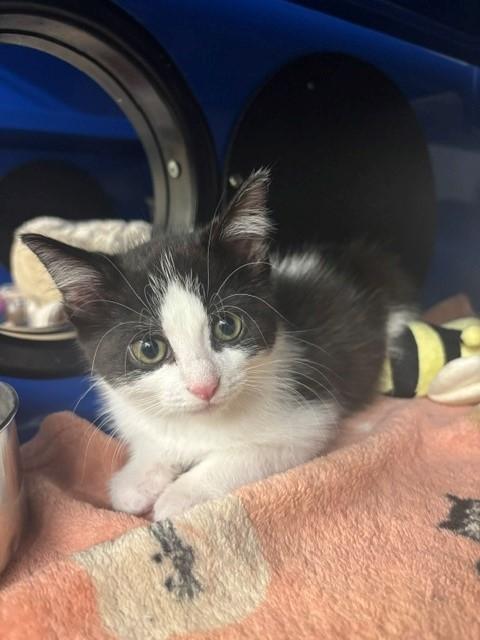 Enlarge Mia, an adopted Domestic Short Hair in Caledon, ON image 2/4