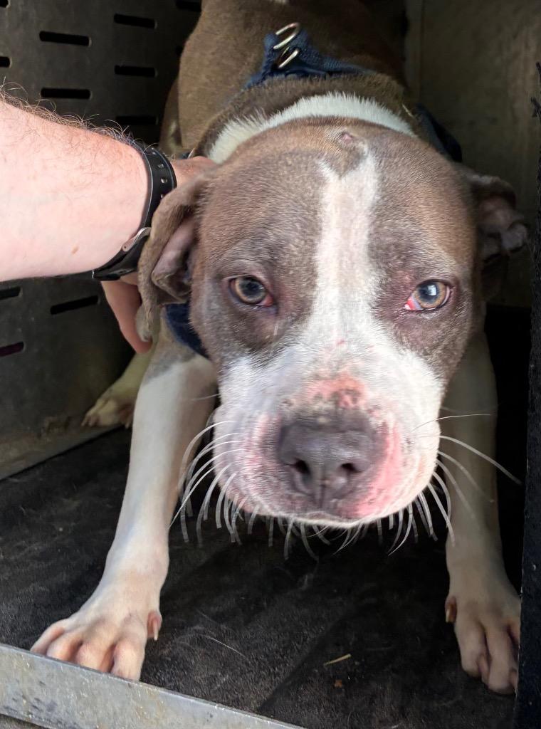 Blue Bell, Adoptable, Young Female Terrier.