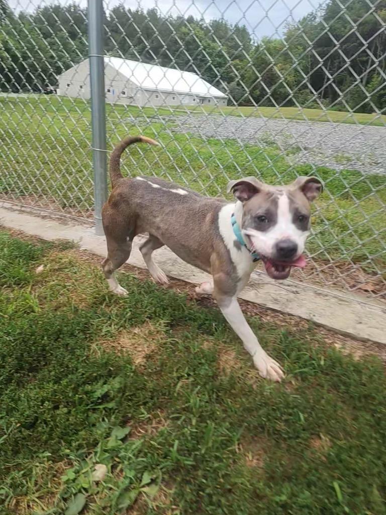 Enlarge Blue Bell, a Adoptable Terrier in Mineral, VA image 2/2