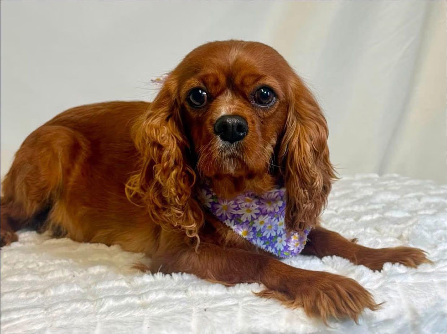 Lennon, ADOPTABLE, Adult Female Cavalier King Charles Spaniel.