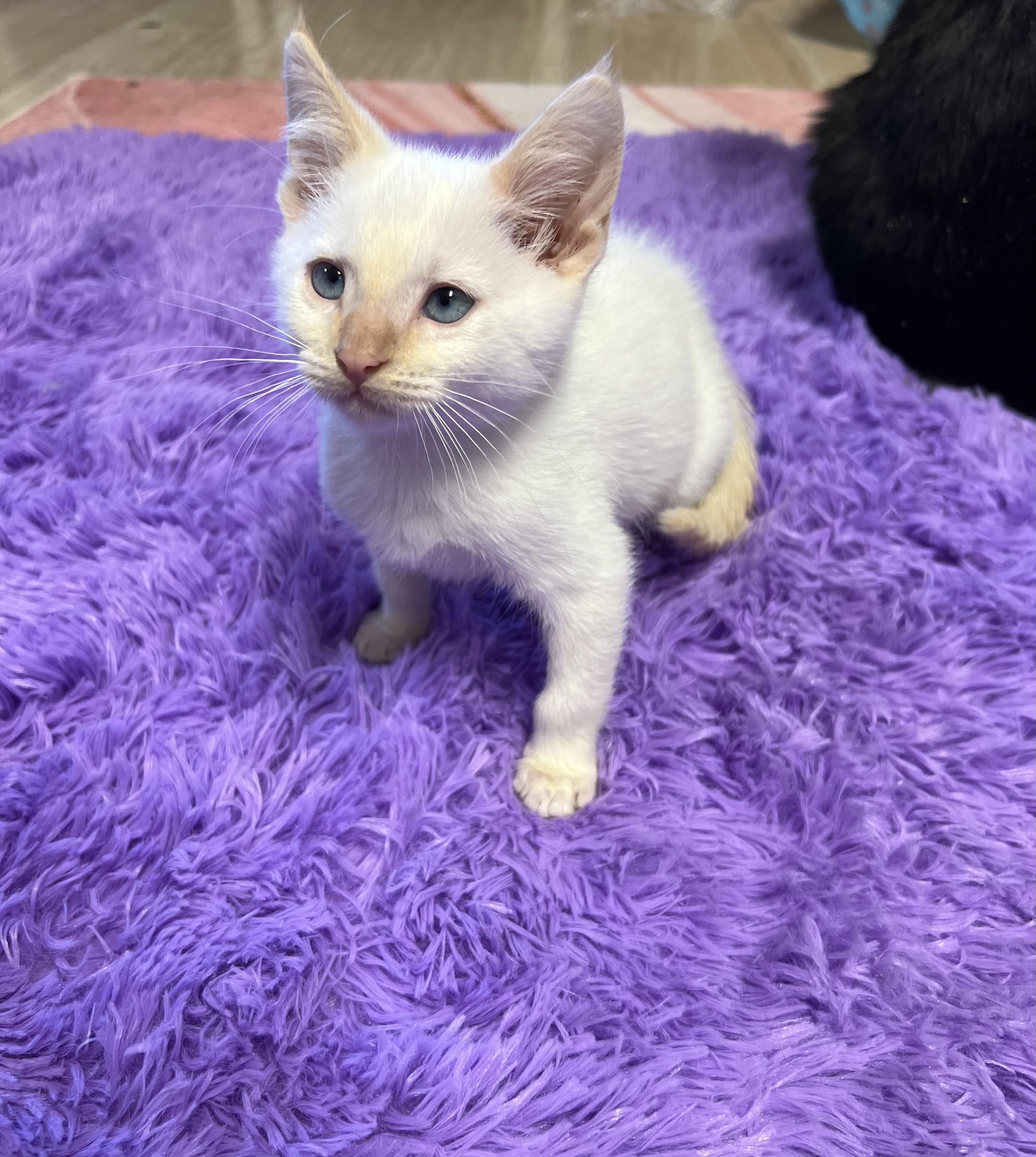 Peep, Baby Male Siamese
