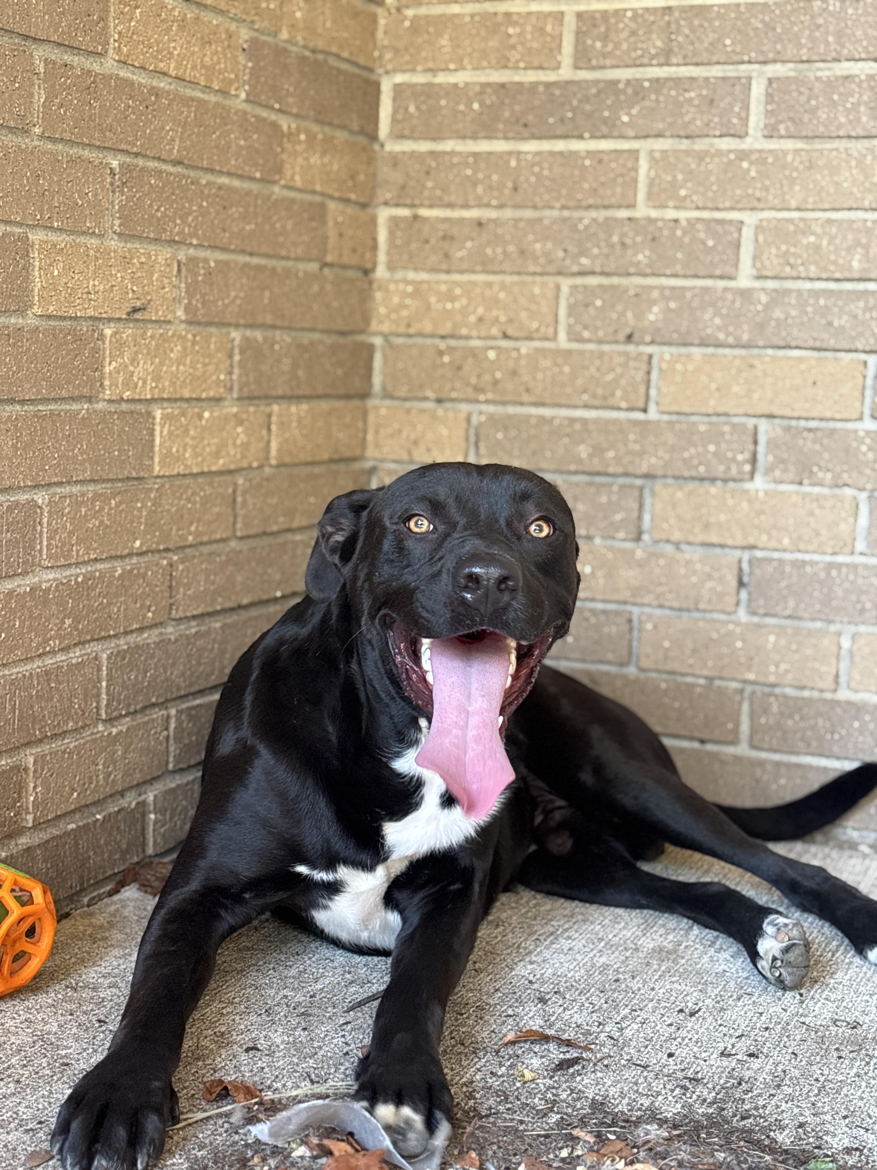 Tank, a Adoptable Pit Bull Terrier in Alliance, OH image 1/6