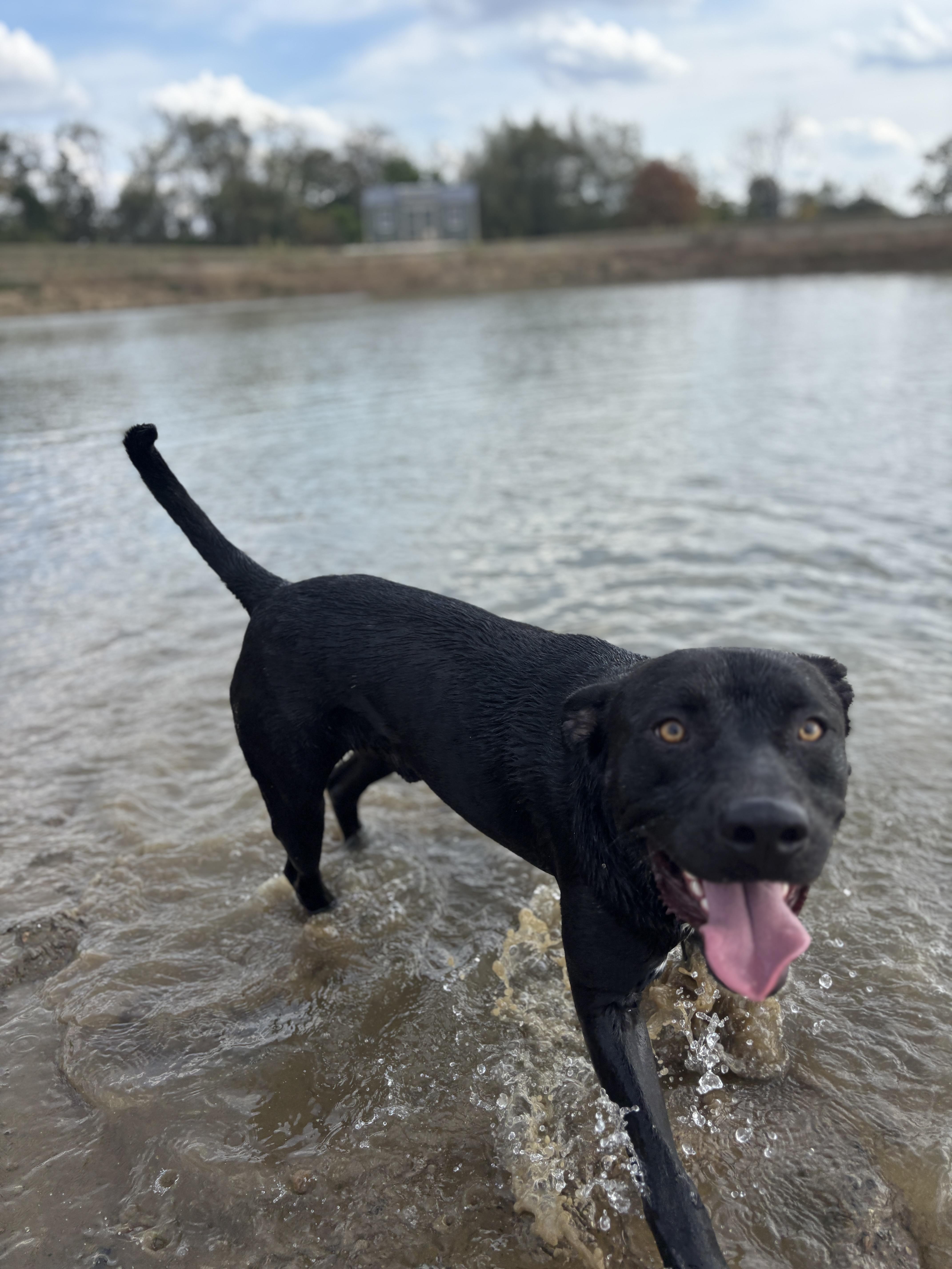 Tank, a Adoptable Pit Bull Terrier in Alliance, OH image 2/6