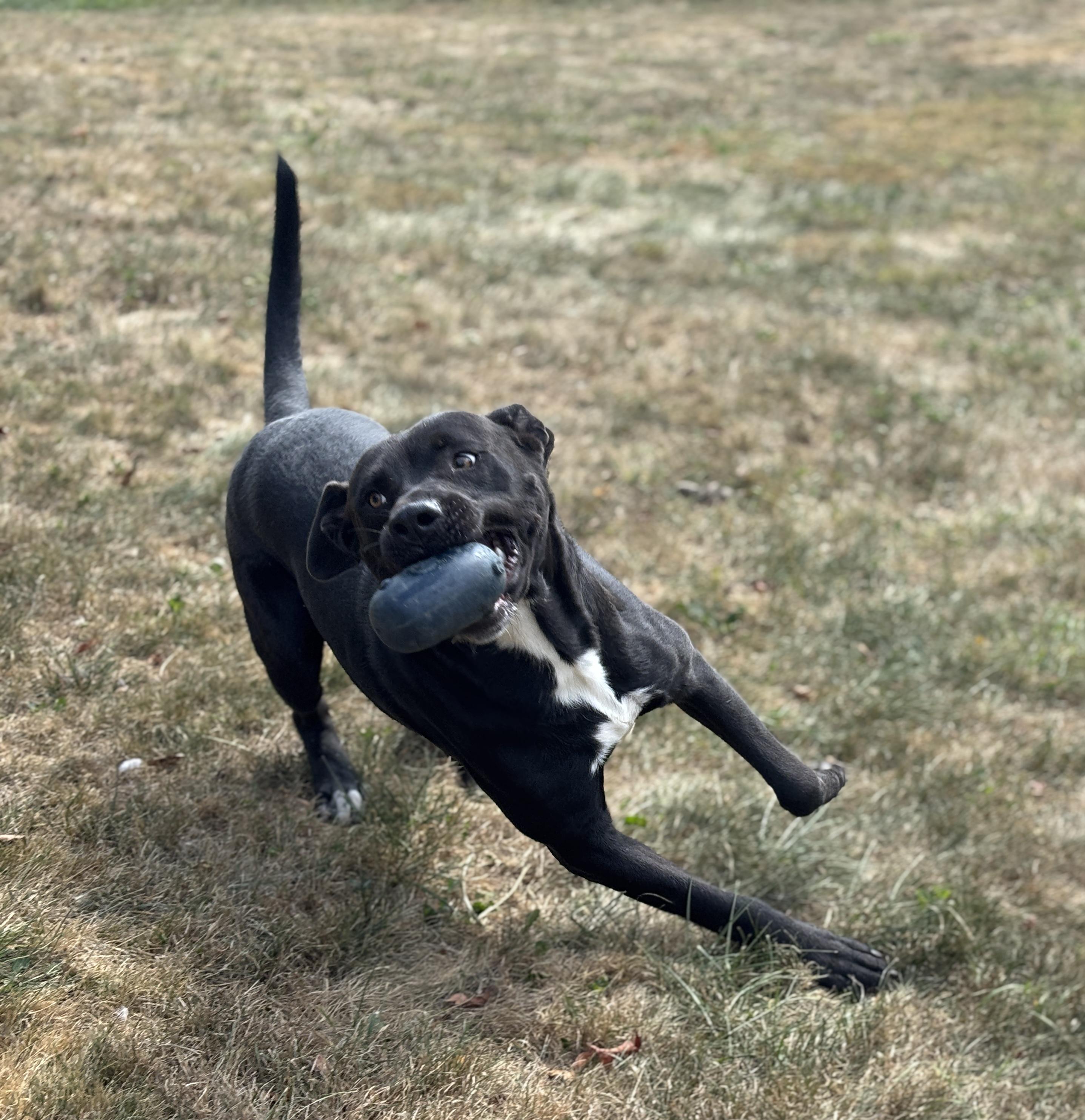 Tank, a Adoptable Pit Bull Terrier in Alliance, OH image 3/6