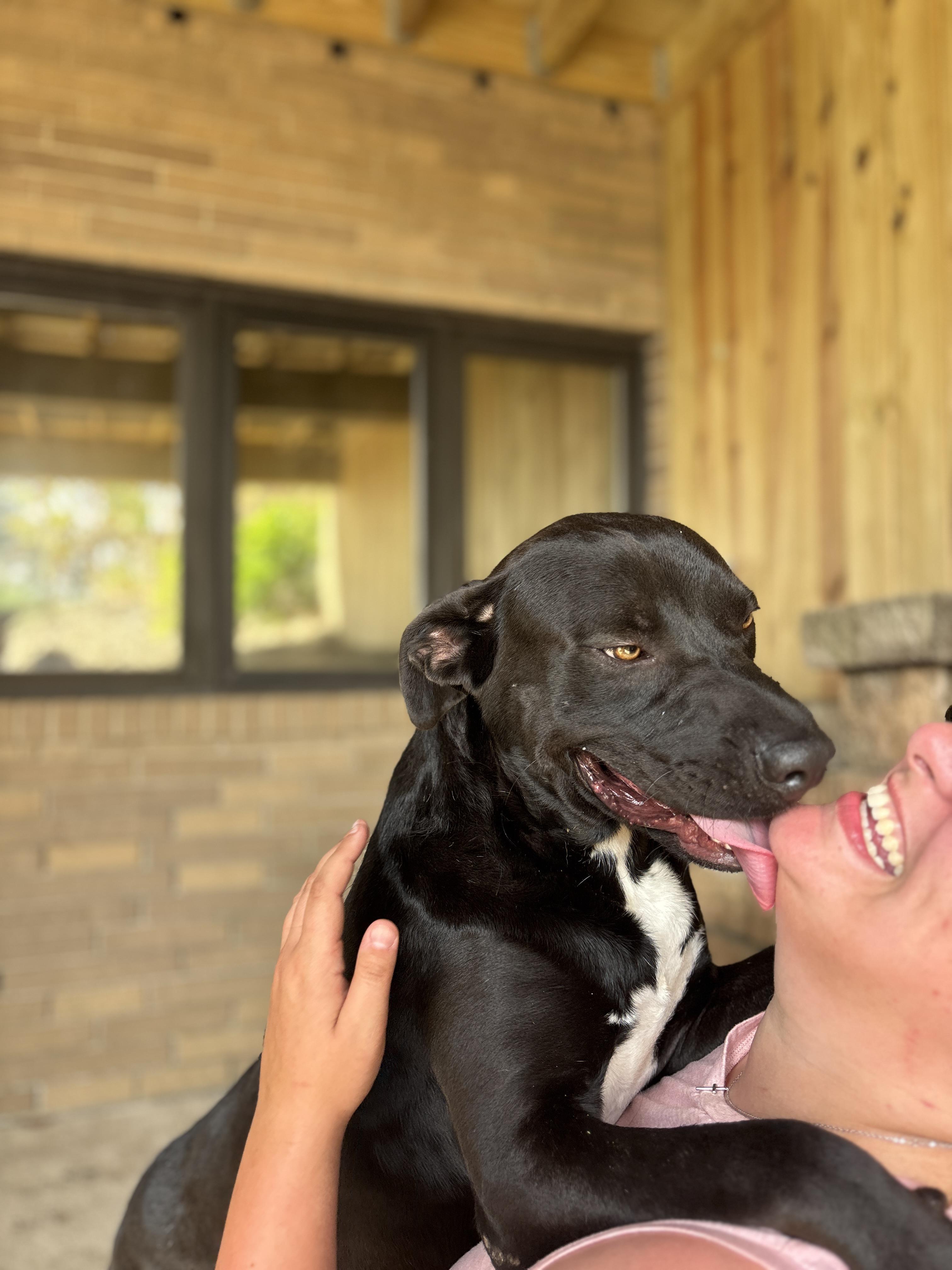 Tank, a Adoptable Pit Bull Terrier in Alliance, OH image 4/6