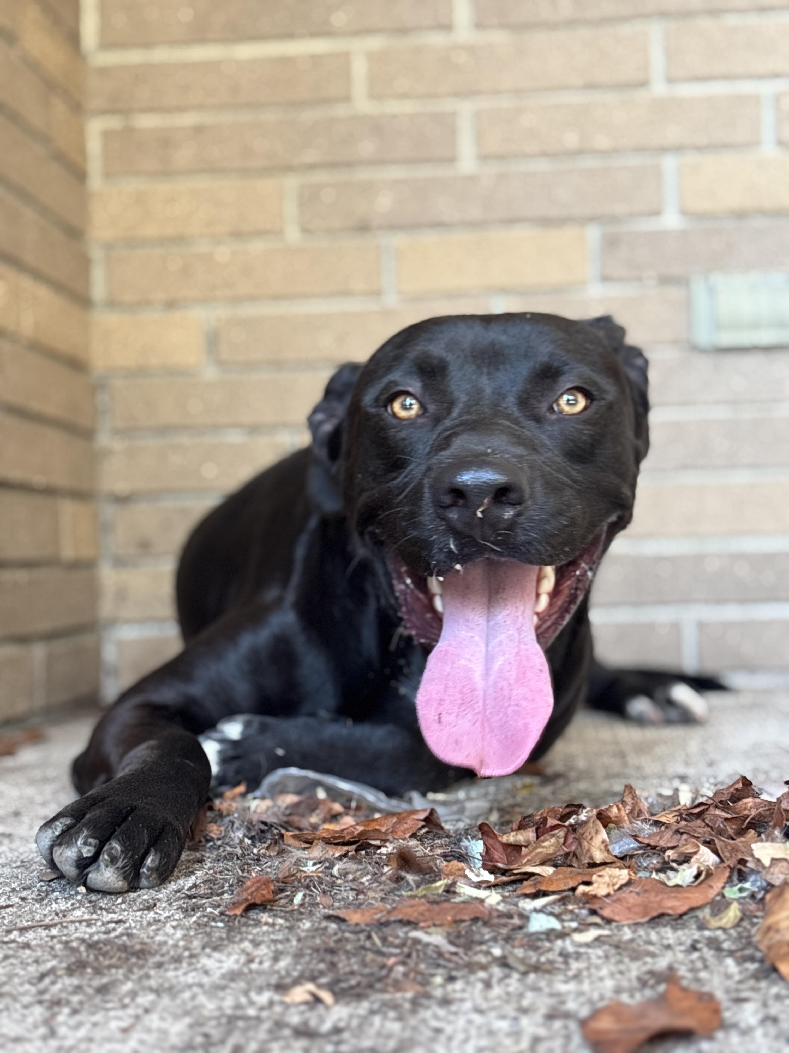 Tank, a Adoptable Pit Bull Terrier in Alliance, OH image 5/6