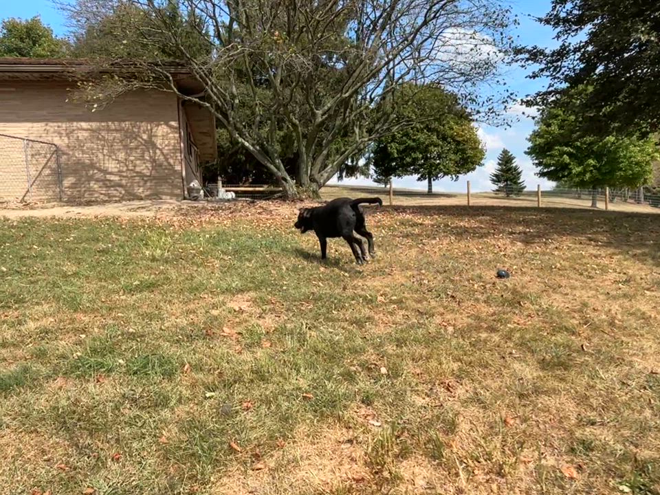 Enlarge Tank, a Adoptable Pit Bull Terrier in Alliance, OH video 6/6