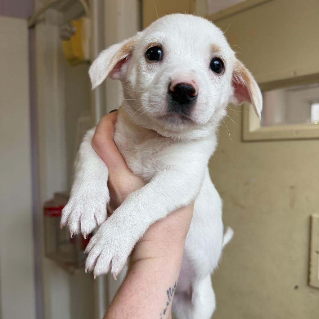 Mi, a Adoptable Terrier in Madison, WI image 3/3